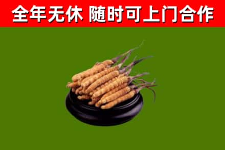 遂川县回收散虫草
